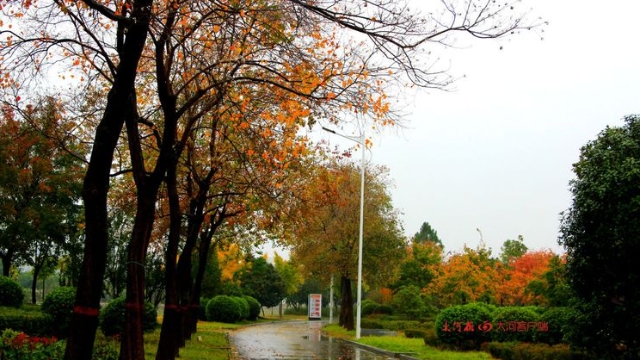 詩(shī)情畫(huà)意！秋冬之交一場(chǎng)雨 別樣周口落葉美