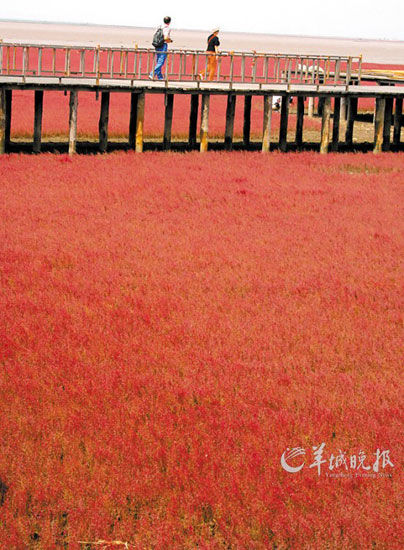 遼寧盤錦紅海灘，面積達(dá)9萬畝