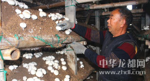 周口項(xiàng)城：食用菌種植基地內(nèi)，工人正在查看雙孢菇長(zhǎng)勢(shì)